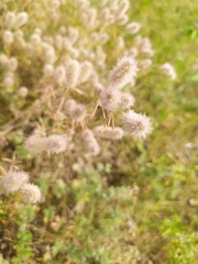 Trifolium arvense