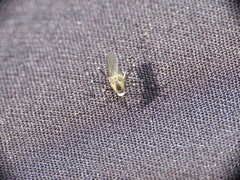 Aedes atropalpus