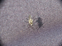 Aedes atropalpus