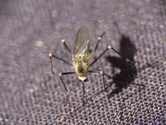 Aedes atropalpus