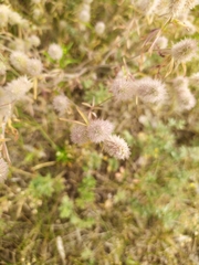 Trifolium arvense