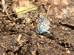 Euphilotes ancilla