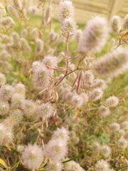 Trifolium arvense