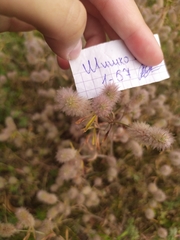 Trifolium arvense