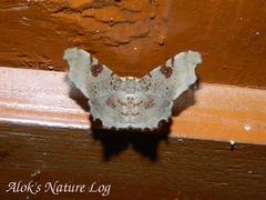 Hyalinetta circumflexa