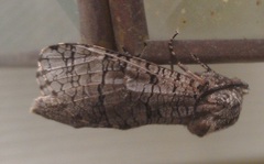 Prionoxystus macmurtrei