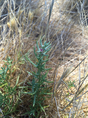 Nitrophila occidentalis