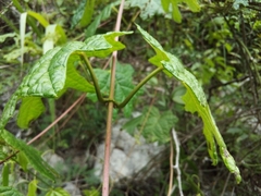 Stigmaphyllon angulosum