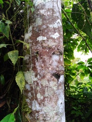Nectandra acutifolia