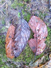 Nectandra acutifolia