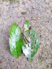 Nectandra acutifolia