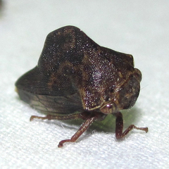 Telamona ampelopsidis