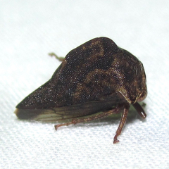 Telamona ampelopsidis