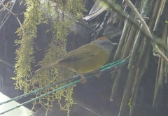 Myiothlypis coronata