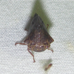 Telamona ampelopsidis