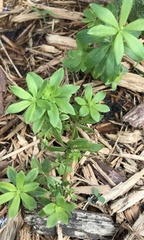 Galium odoratum