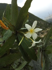 Plumeria subsessilis