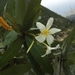 Plumeria subsessilis - Photo (c) Martin Reith, some rights reserved (CC BY-NC), uploaded by Martin Reith