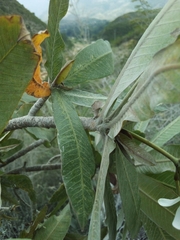 Plumeria subsessilis