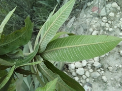 Plumeria subsessilis