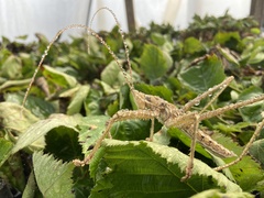 Saga ornata