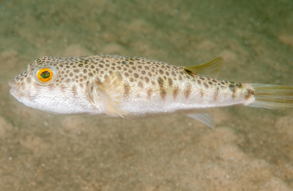 Common Toadfish (Marine fish species of K'gari (Fraser) coast ...