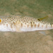 Common Toadfish - Photo (c) Erik Schlogl, some rights reserved (CC BY-NC), uploaded by Erik Schlogl