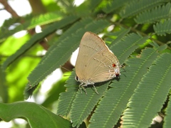 Allosmaitia strophius