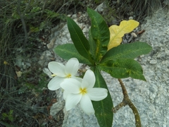 Plumeria subsessilis