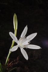 Pancratium