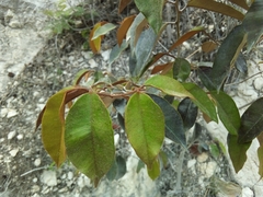 Chrysophyllum oliviforme