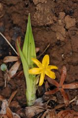 Curculigo orchioides
