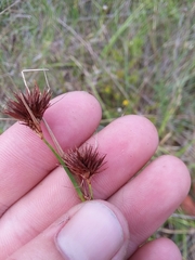 Rhynchospora cephalantha cephalantha
