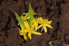 Curculigo orchioides