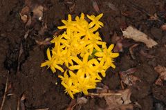 Curculigo orchioides