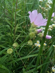 Malva moschata