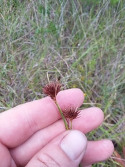 Rhynchospora cephalantha cephalantha
