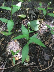 Persicaria mitis