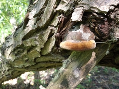 Fungi
