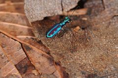 Jansenia azureocincta