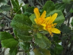 Narvalina domingensis