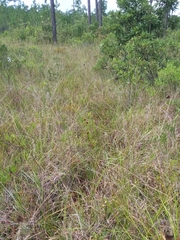 Rhynchospora cephalantha cephalantha