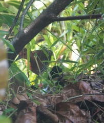 Rallina fasciata