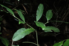 Angiospermae