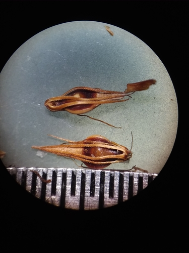 Image of Rhynchospora cephalantha by (c) Will McFarland, some rights reserved (CC BY)