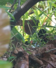 Rallina fasciata