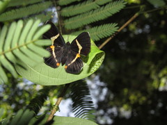 Notheme erota angellus