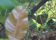 Rallina fasciata