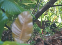 Rallina fasciata