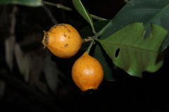 Angiospermae